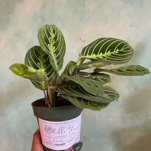 4 inch lemon lime maranta- prayer plant