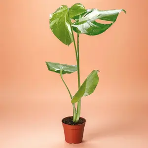 4" Monstera Thai Constellation - Indoor Live Plant, Variegated Leaves Split with Maturity, Air Purifying & Very Beginner Friendly, Houseplant  Ideal for Home Decor