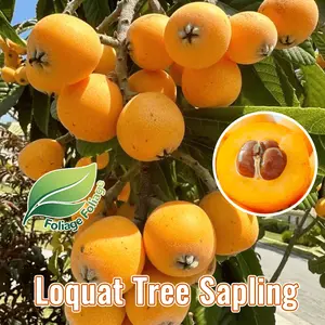 Loquat tree living plant, succulent fruit, sweet tropical fruit tree, suitable for garden planting, low maintenance fruit tree