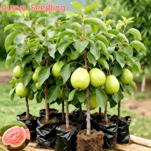 Heirloom Non-Gmo Pink Flesh Guava Tree Seedling – Live Bare Root, Sweet & Easy Grow, Perfect for Patio or Ground Planting