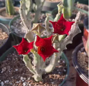 Caralluma socotrana huernia rare orbea succulent stapelia plant seed 3 seeds