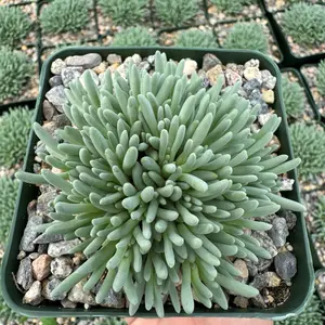 Delosperma sphalmanthoides Tufted Ice Plant Succulent