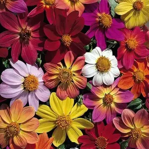 Green River 25 Pcs Victorian Mix Dahlia Seeds - Perennial Flower Seed Pack, Vintage Blend Of Colors, Garden Heritage Charm, Ideal For Romantic Borders