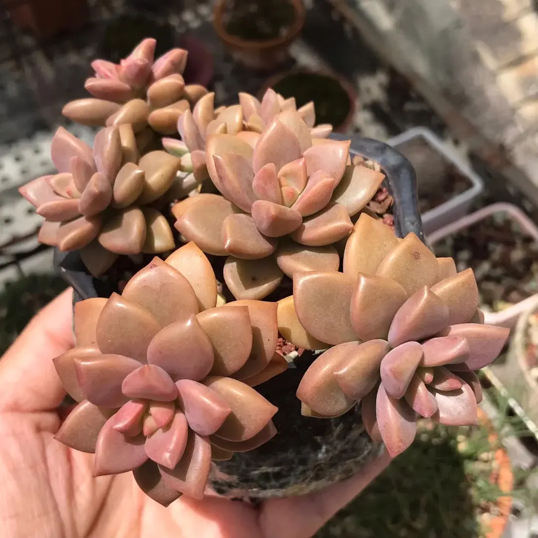 2 Inch Live Alpenglow Succulent, Easy Care Plant, Beautiful decoration, suitable for balcony, room, kitchen, indoors and outdoors