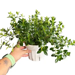 6" Goldfish Plant, Blooming Pet Friendly Live Houseplant, Indoor/Outdoor Plant