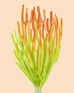 Fire Stick Cuttings - Euphorbia Tirucalli Cuttings - Medium Pencil Cactus Cuttings - Live Succulent for Propagation