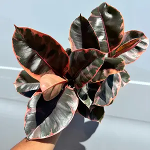 Ficus Ruby Rubber Plant 6 in pot Plant