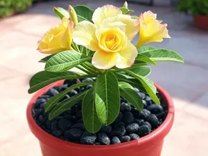 Adenium 25 Yellow White Desert Rose Seeds - Adenium Perennial Flowers for Sustainable Gardening