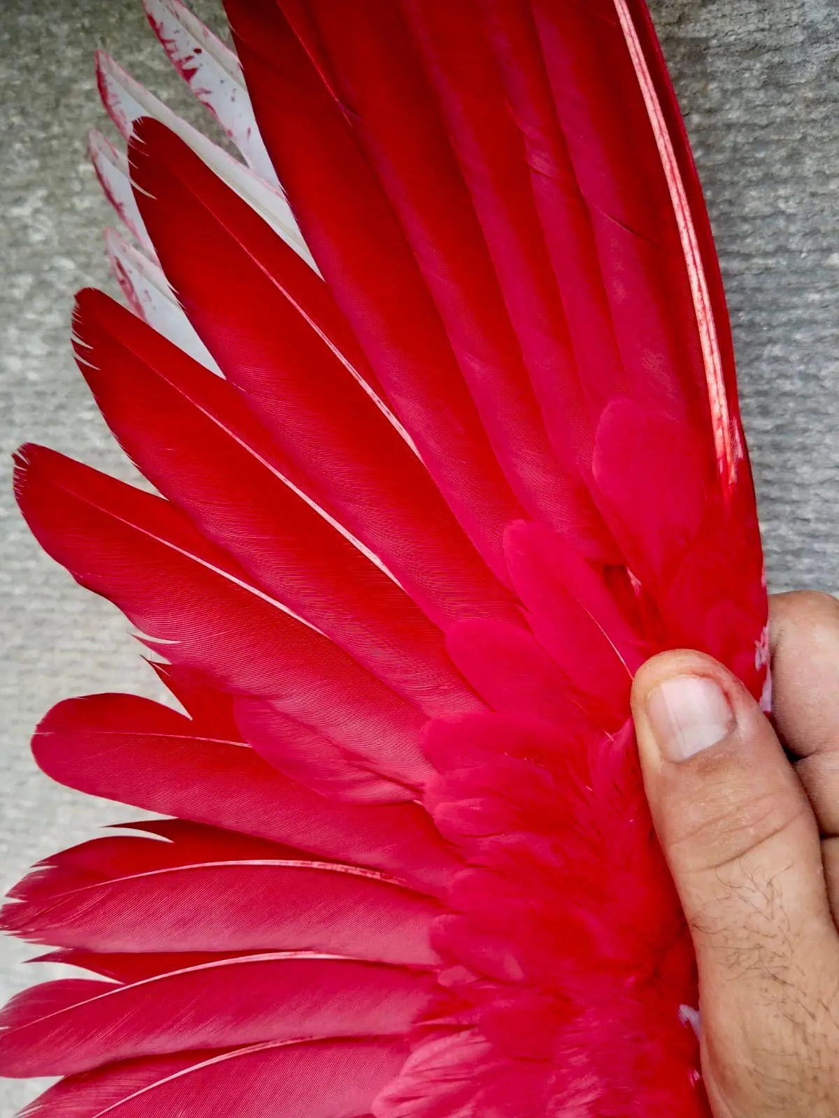 Red Paint for Pigeons