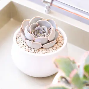 Echeveria 'Big Lilac'