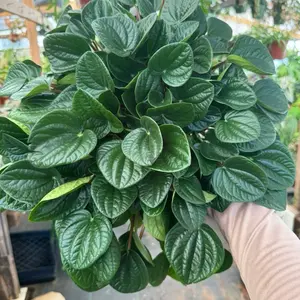 Peperomia Rana Verde 6 inch pot Plant