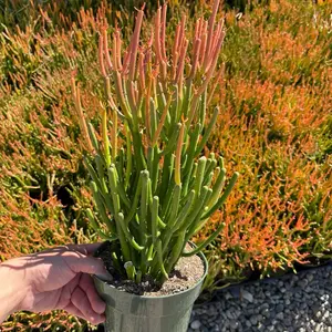 6” FireStick/Pencil cactus drought tolerant outdoor sculpture