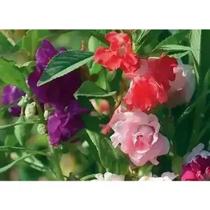 Tropical Impatiens Mix , Balsam FLOWERS Seed