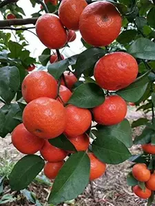 20+ Mandarin Orange Tree Seeds Dwarf Edible Fruit Citrus Fruit Plant - Rare Fruit Seeds