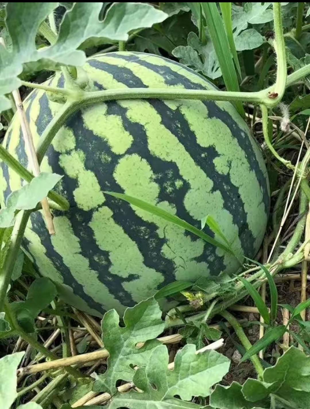 100 PCS Watermelon Seeds, Lazy Man's Watermelon, for Planting Heirloom and Non GMO, Seeded Watermelon, Nutritious, Can be Replanted Every Year