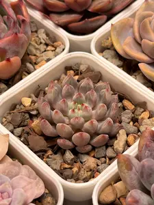 Echeveria 'Anthohny Quinn'