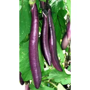 Ping Tung Long Eggplant Seeds - Ideal for Planting in Pots, Versatile for Growing Purple Eggplants
