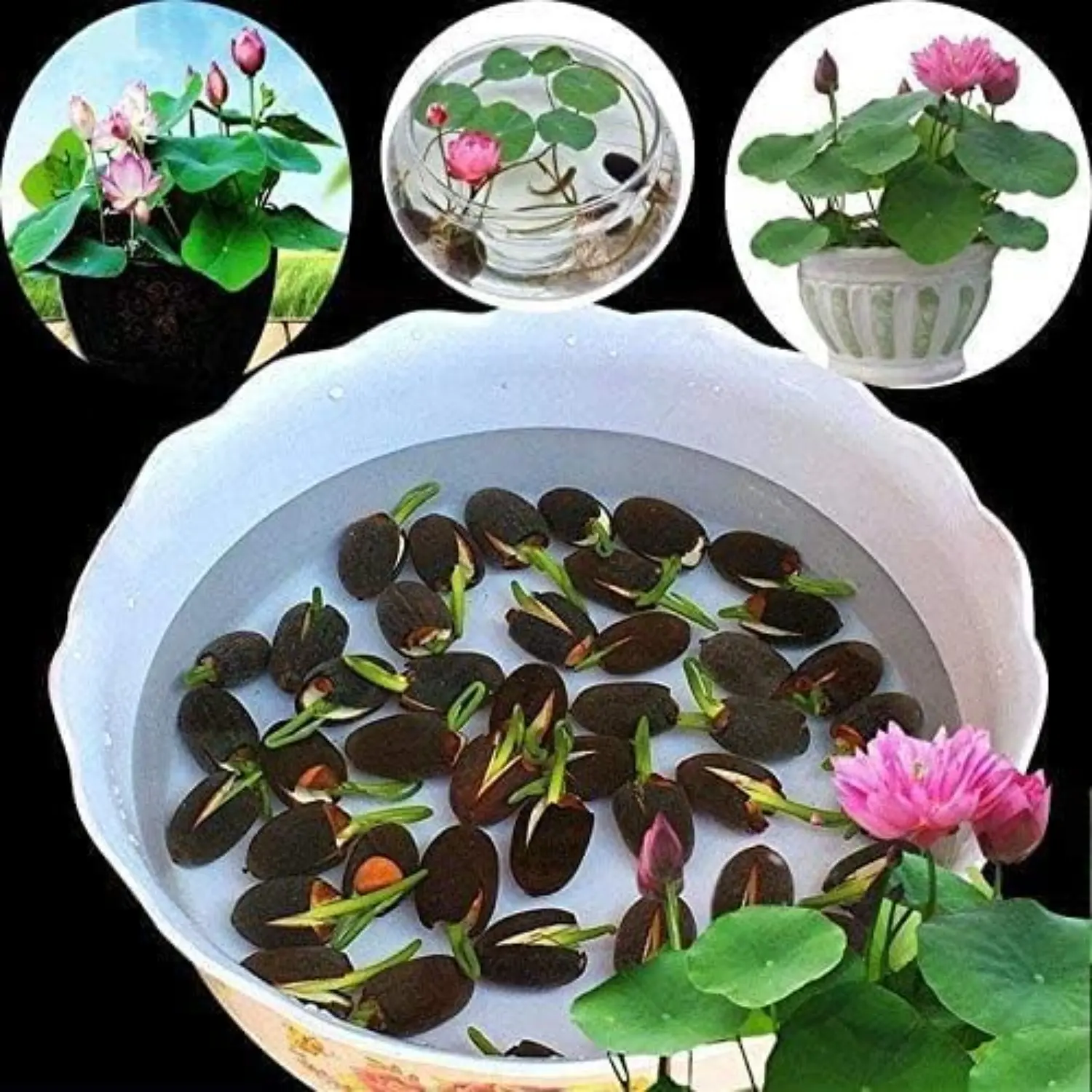 60 lotus seeds lotus pod potted plant, indoor desktop decoration, symbolizing luck and nobility