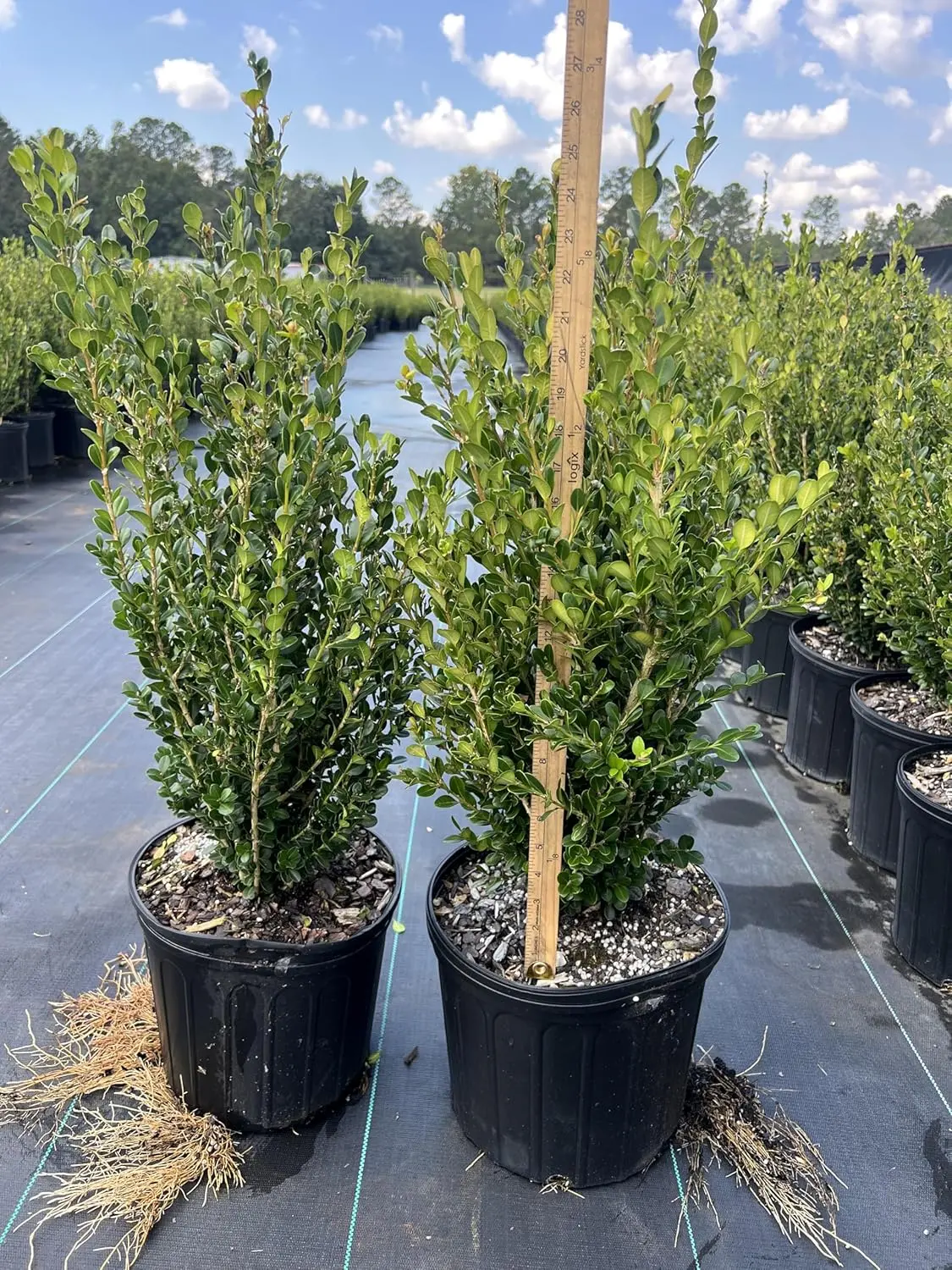 Wintergreen Boxwood, Live Plant, 3 Gallon Container Size, Evergreen Shrub