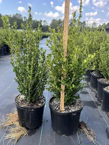 Wintergreen Boxwood, Live Plant, 3 Gallon Container Size, Evergreen Shrub