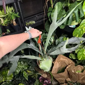 6” HUGE Staghorn Fern Hanging Pot Plant - Indoor Plant for Home and Office