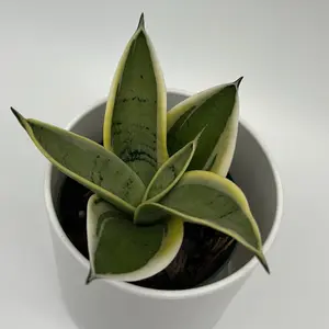 Sansevieria Ghost Blade Live Snake Plant - 4” Pot, Easy-Care Beginner Indoor Houseplant (Home Improvement, Garden Supplies, Cacti & Succulents)