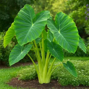 Jack's Giant Elephant Ear Bulb (One Large Bulb) - Colocasia esculenta - Grow Your Own Tropical Oasis