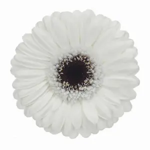 Mini Gerber Lido - 60 Stem Bunch