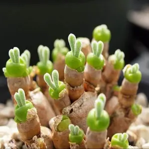 200 Monilaria Obconica Bunny Seeds Rare Adorable Succulent Perfect for Indoor Outdoor Gardening Unique Bunny Ears Appearance Easy to Grow Versatile Planting Options - Germination