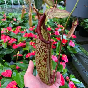 Nepenthes Miranda Pitcher Plant 8" Hanging Basket with Vibrant Green and Red Patterns for Indoor Decor