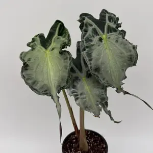 Rare new Alocasia Venom – Rare Collector’s Tropical House Plant for Indoor Home Decoration