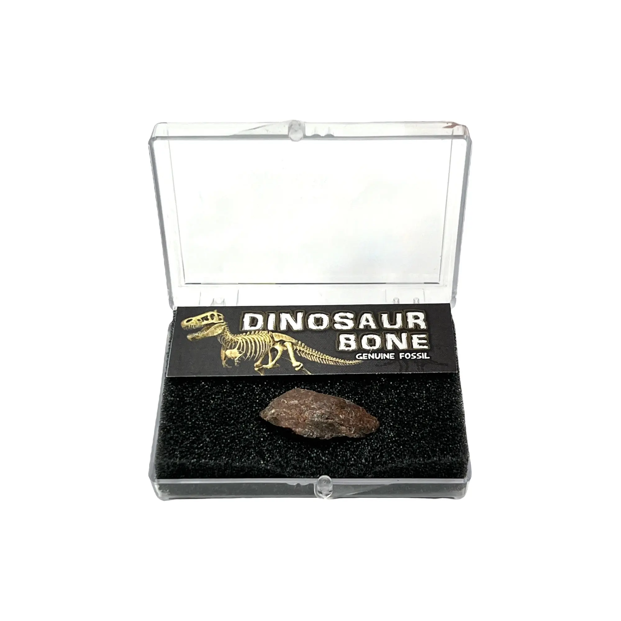 Dinosaur Bone + Case - Genuine Prehistoric Fossil