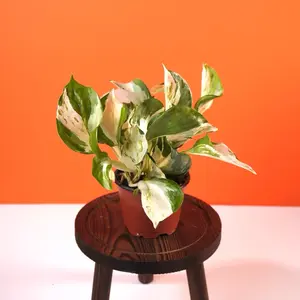 Pothos Manjula - 4” Pot Pothos Manjula - 4” Pot