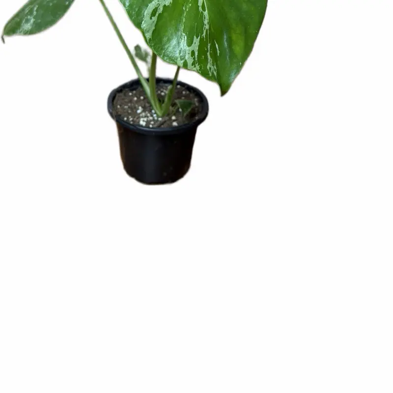 Monstera Bulbasaur Green Houseplant - 4in Round Plant Pot, Tropical House Plant for Living Room Decor, Essential Garden Supplies