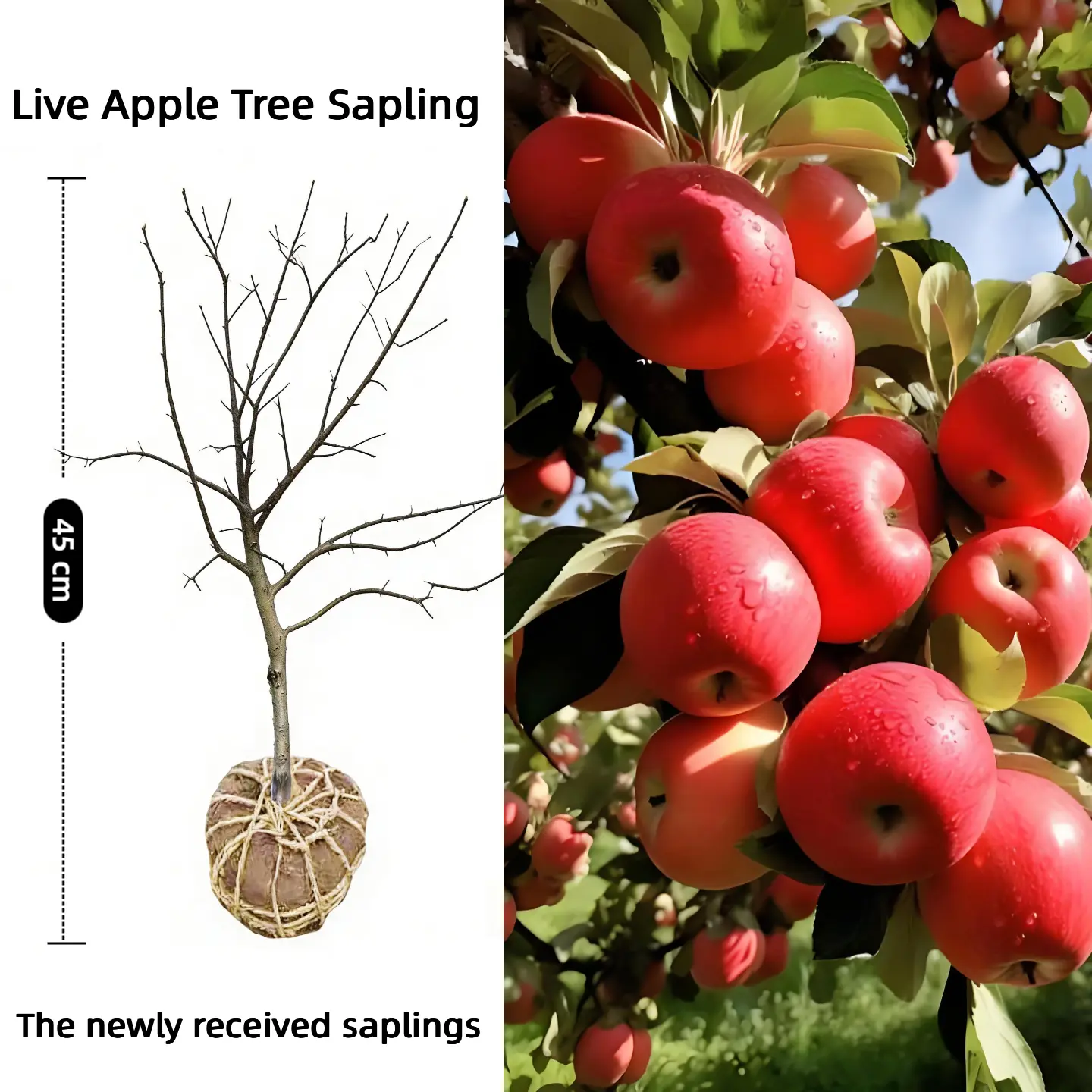 Live Apple Tree Plant（1 plant）