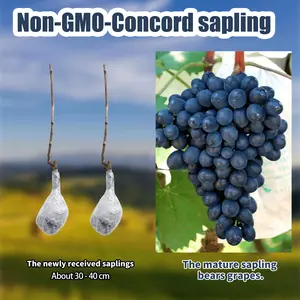 Live Grape Vine Plant for Home Garden, Easy to Grow Grape Seedling for Beginners, Outdoor Backyard Gardening Fruit Plant