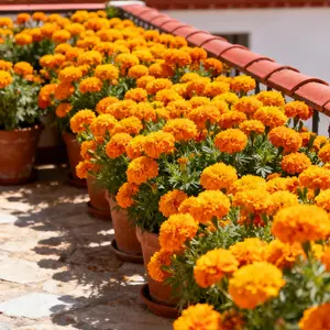 Marigold Seeds 150PCS Mixed Color Flower Seeds for Garden Planting, Beautiful Long Blooming Marigold Flowers Outdoor Indoor Growing, Beginner Friendly, Seeds Only Not Live Plants Garden Kit