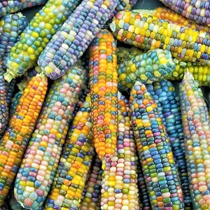 TomorrowSeeds - Glass Gem Ornamental Corn Seeds -  () Multi Colored Translucent Rainbow Flint Maize Decorative Popcorn Calico Seed 2024