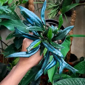 Blue Oil Fern 3” Microsorum Thailandicum Live Plant Vibrant Tropical Houseplant with Silvery-Blue Foliage for Indoor Spaces