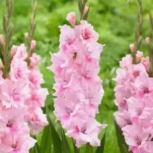 Gladiolus bulbs,Tampico (10 Bulbs) Summer flowering, Perennial !