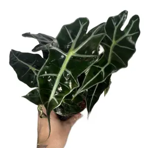 4" Alocasia Polly Plant - Black and Green Leaves - Medium Houseplant for Home Decor