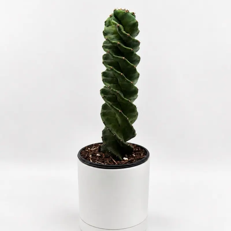 Spiral Cactus 4” Pot – Rare Rainbow Red Cactus | Low Maintenance Succulent | Unique Collector’s Plant | Easy Care Indoor Decor
