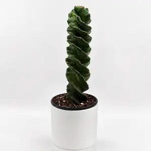 Spiral Cactus 4” Pot – Rare Rainbow Red Cactus | Low Maintenance Succulent | Unique Collector’s Plant | Easy Care Indoor Decor