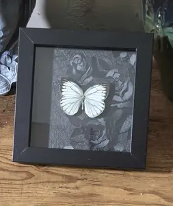 Ethically Sourced Butterfly Specimen Rectangle Shadow Box Photo Frame, Indoor Home Wall Decor Display Piece