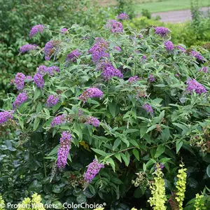Lo and Behold® Purple Haze Butterfly Bush