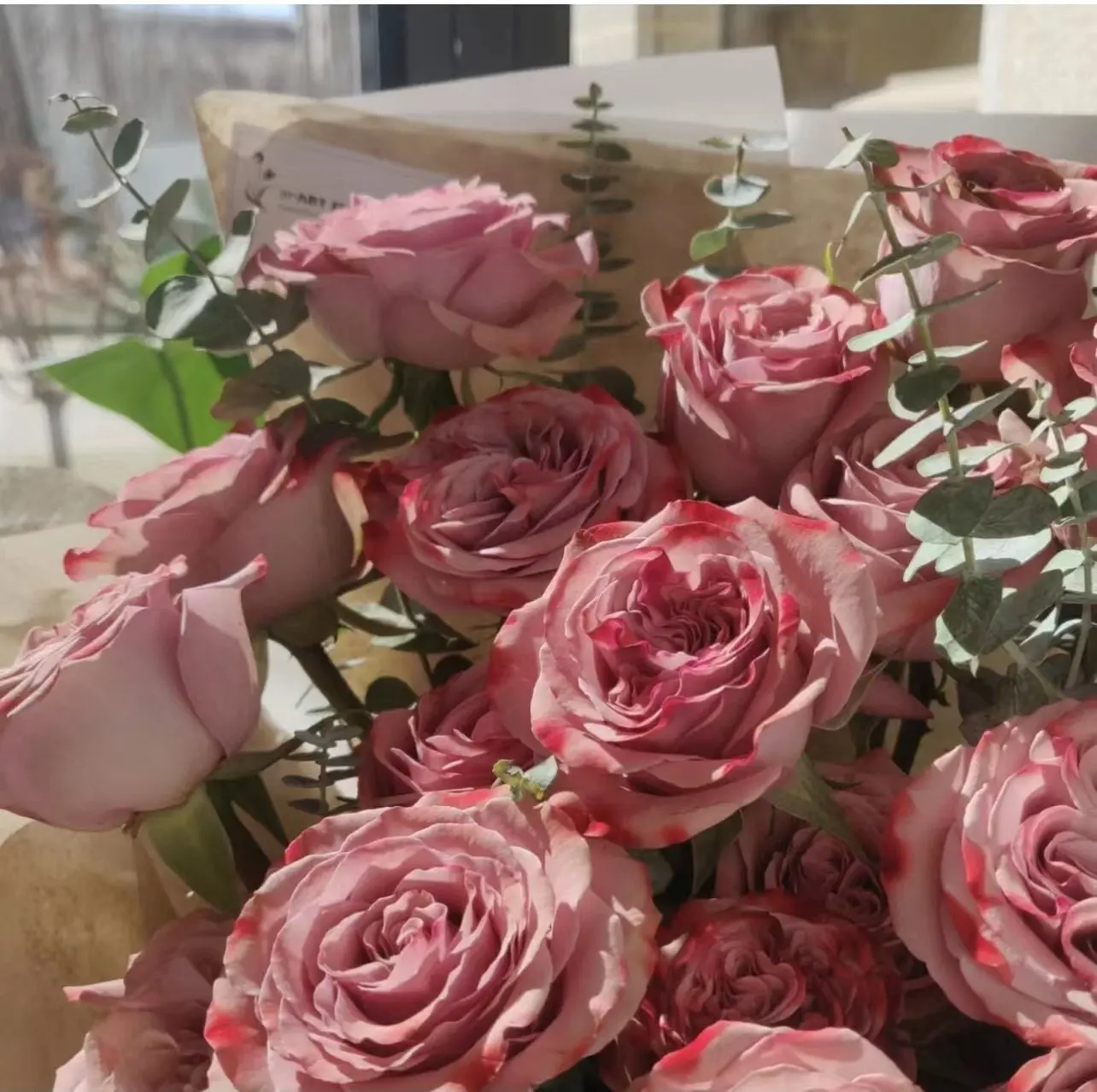 Rose [Cappuccino] Own-Root Live Plant | Hybrid Tea Rose / Luxury Florist Cut Rose |  Repeat Blooming