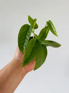 Cebu Blue Pothos - Epipremnum Pinnatum ‘Cebu Blue’ - 2" Pot