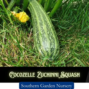 Cocozelle Zucchini Seeds - Heat Tolerant Summer Squash Non-GMO Heirloom Variety for Hot Summers Bushy Growth Habit 2-3 Feet Tall Ideal for Subtropical Regions