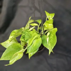 Golden Pothos, 4" hanging basket, easy to Care for Plant, Live Houseplant, Indoor Plant