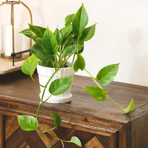 Pothos 'Golden'